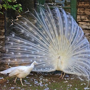White Peafowls - Peafowls