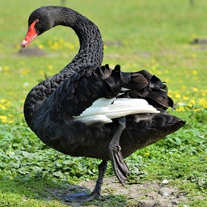 black 214514 1280 - Swans