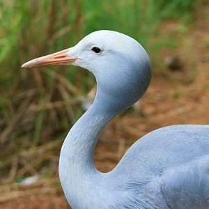 blue crane bird 235789 640 1 - Cranes