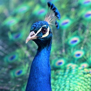 peacock 1209474 - Peafowls