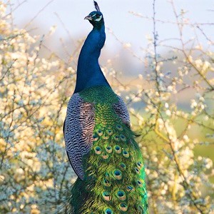 peacock 2403563 640 - Peafowls