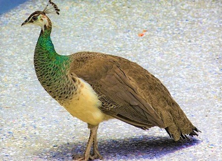 peacock 2862481 1280 1 - Blue Peafowl
