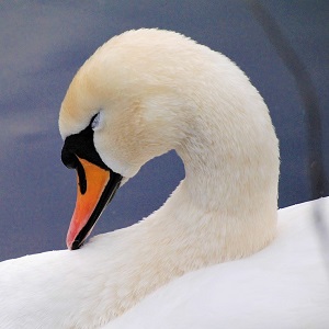swan 1975443 1280 - Swans