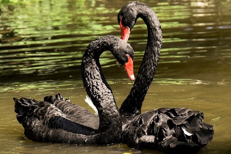 swan 3531856 1280 - Black Swan