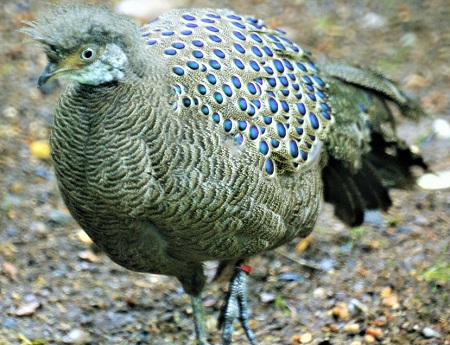 3605851102 29e583d13e b 1 - Grey Peacock-Pheasant