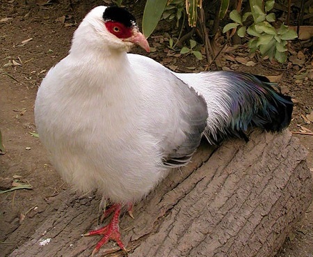607px WhiteEaredPheasant - White Eared-Pheasant
