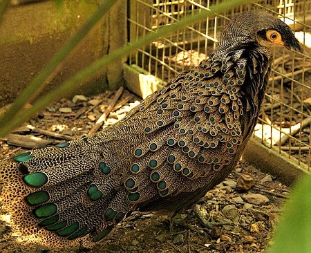648px Polyplectron schleiermacheri  Jurong Bird Park Singapore 8a - Malayan Peacock-Pheasant