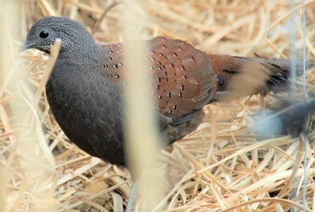9 2 - Mountain Peacock-Pheasant