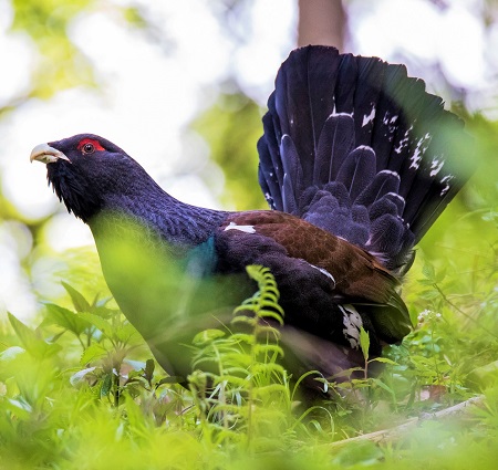 11 - Western Capercaillie