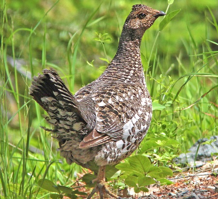 14396032557 12e3be00f5 k - Sooty Grouse