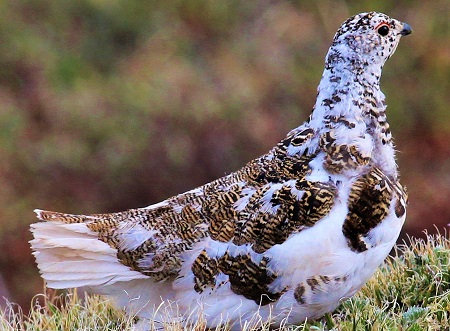 14500027672 a509010439 h - White-Tailed Ptarmigan