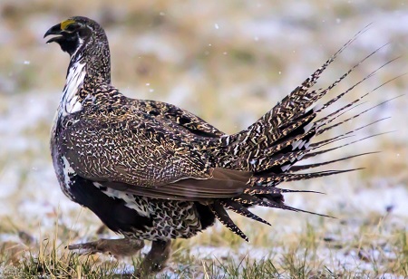 20163466718 fdd2678476 h - Greater Sage-Grouse