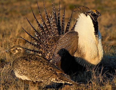 26537981912 6517960426 b - Greater Sage-Grouse