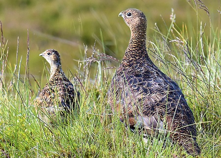 34962580654 4fc3081f60 k 1 - Red Grouse