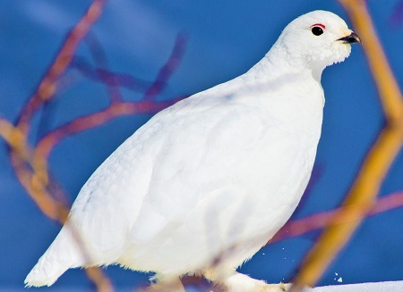 7059042799 cde248aed8 k 1 - White-Tailed Ptarmigan