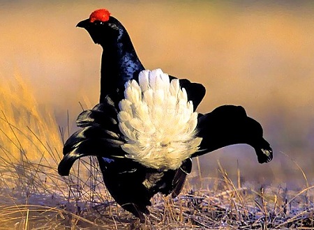 800px Black Grouse   Finland 050068 15357063249 A - Black Grouse