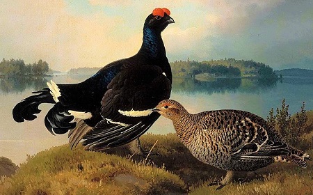 800px Ferdinand von Wright   Black Grouse Cock and Hen   A 2002 624   Finnish National Gallery - Black Grouse