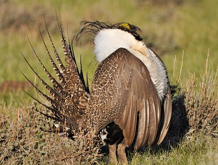 8694425584 a306a7bfac k - Greater Sage-Grouse