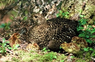 Falcipennis falcipennis   Female at nest with newly hatched chicks 1 - Siberian Grouse