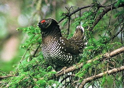 Falcipennis falcipennis displaying - Siberian Grouse
