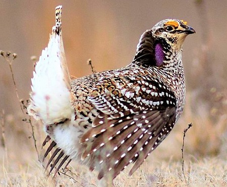 Sharp Tailed Grouse 26089894256 cropped - Sharp-Tailed Grouse