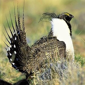 The Greater Sage Grouse - Grouse