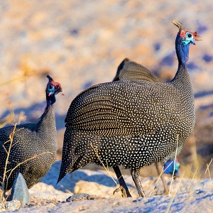 chickens 3755232 - Guineafowls