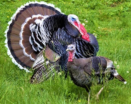 11 - Bronze Turkey