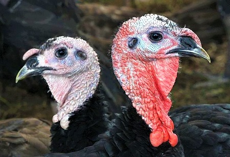 13 - Norfolk Black Turkey