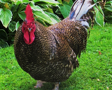 16184805642 e1eaef5f52 z 1 - Scots Dumpy Chicken