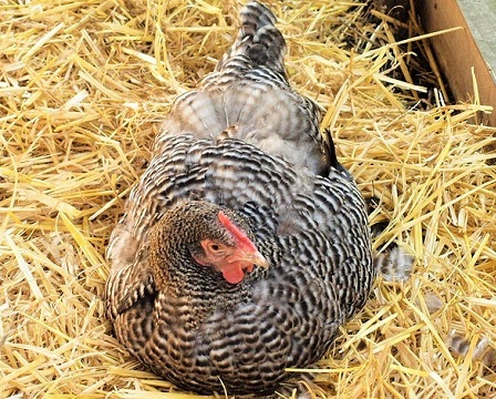 2 2 - Scots Grey Chicken