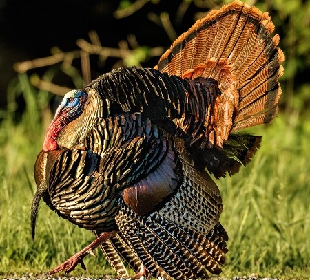 28 1 - Wild Turkey
