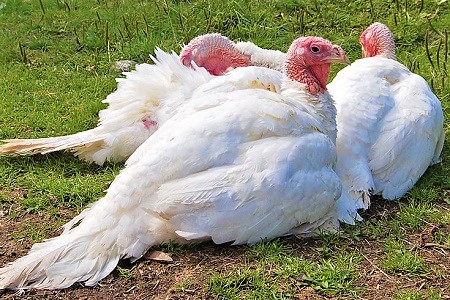 3 1 - White Holland Turkey