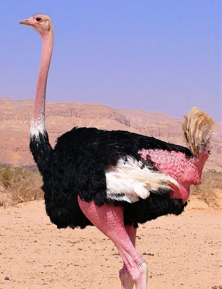 3 2 - North-African Ostrich