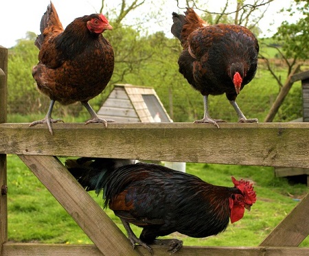 3502968013 19084a1154 b - Derbyshire Redcap Chicken