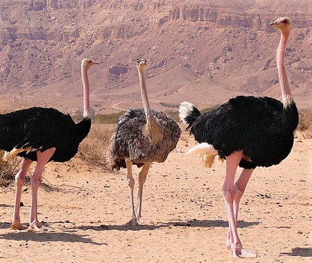 4 1 - North-African Ostrich