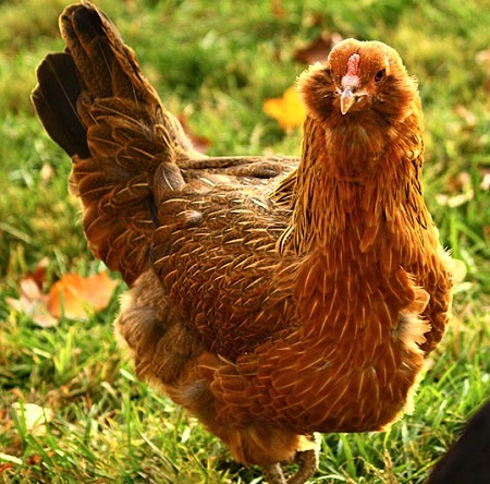 550px Gem Easter Egger hen - Easter Egger Chicken