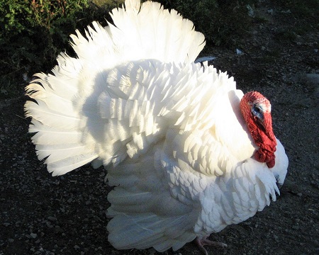 6 1 - Midget White Turkey