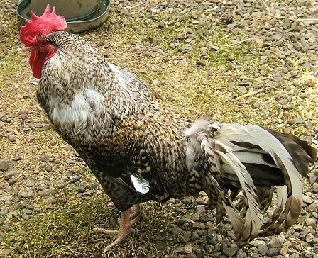 6 3 - Scots Grey Chicken