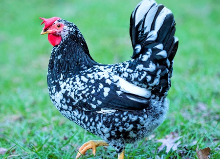 7 1 - Ancona Chicken