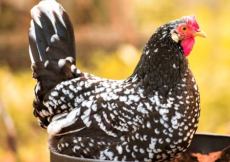 8 1 - Ancona Chicken