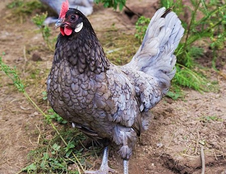 800px Andalusian gallus hen 1 - Andalusian Chicken