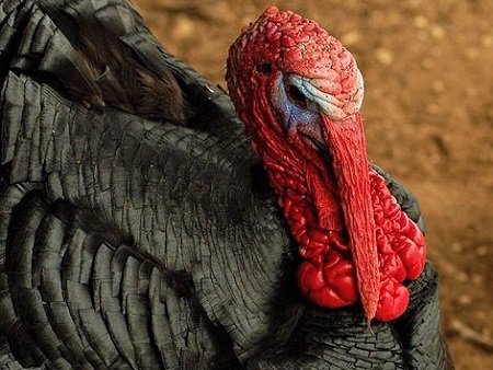 Black Spanish Turkey Tom - Norfolk Black Turkey