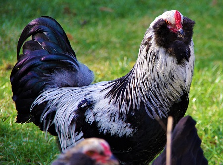 Silver Ameraucana Cockerel - Ameraucana Chicken