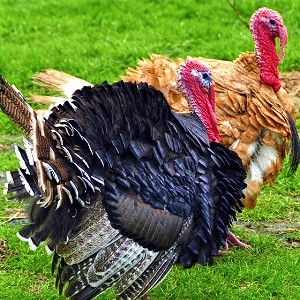 Turkeys 1 - Turkeys