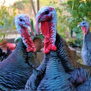 Turkeys - Turkeys