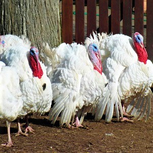 White Turkeys - Turkeys