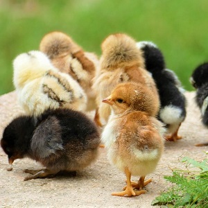 chick 2652695 1280 - Chickens