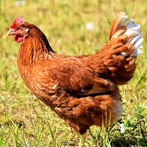 chicken 3535547 1280 - Chickens