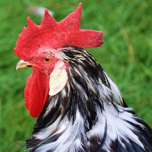 chicken rooster cockerel poultry domestic fowl farm red 937364 - Chickens